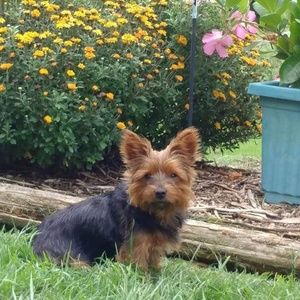 Meet your Posher, Bobbie